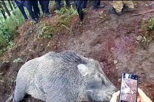 上海一公寓楼下惊现野猪追赶行人，居民生活安全引关注