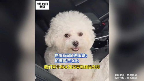 女子带狗自驾新疆 狗狗半路意外怀孕